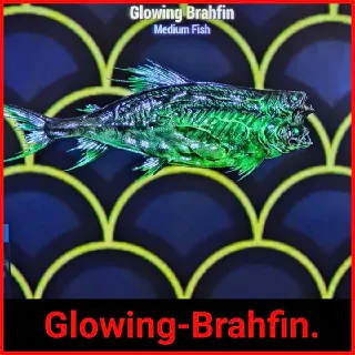 Glowing Brahfin