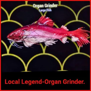 Local Legend-Organ Grinder