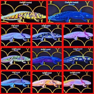 11x Axolotls Set