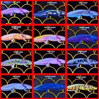Axolotls Set x12