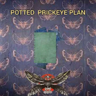 Potted prickeye plan