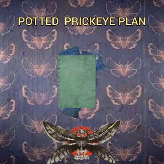 Potted prickeye plan