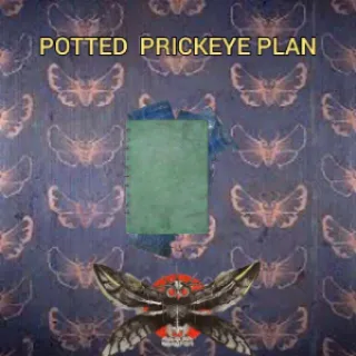 Potted prickeye plan