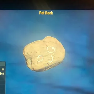 PET ROCK (CFT)