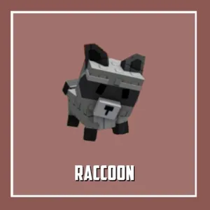 Raccoon