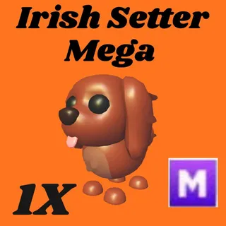 irish setter 1x mega- Adopt Me