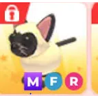MFR SIAMESE CAT
