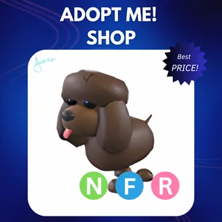 NFR IRISH WATER SPANIEL