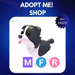 MFR BORDER COLLIE