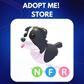 NFR BORDER COLLIE