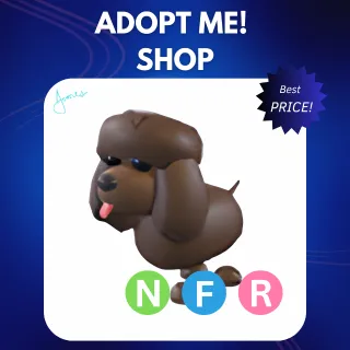 NFR IRISH WATER SPANIEL