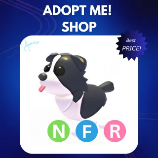 NFR BORDER COLLIE