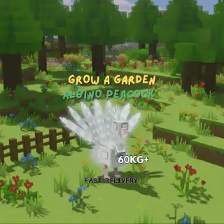 60KG+ ALBINO PEACOCK