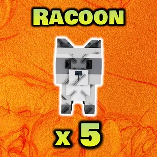 Racoon