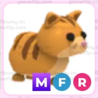 ginger cat ( MFR )