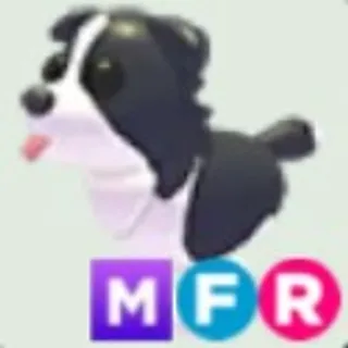 MFR Border Collie (5MINUTES DELIVERY)