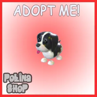 Black Springer Spaniel x4