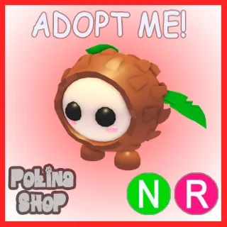 Coconut Friend NR