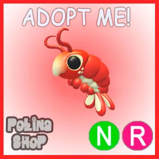 Emperor Shrimp NR