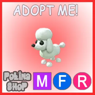 Poodle MFR