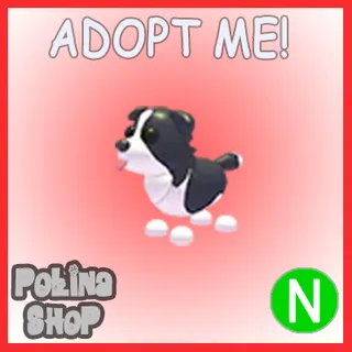 Border Collie N