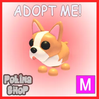 French Bulldog M