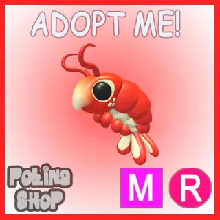 Emperor Shrimp MR