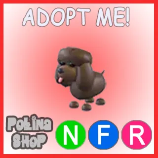 Irish Water Spaniel NFR
