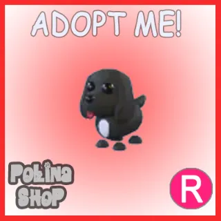 Royal Palace Spaniel R x4