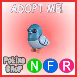 Rock Pigeon NFR