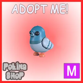 Rock Pigeon M