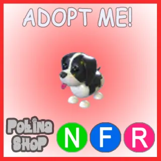 Black Springer Spaniel NFR