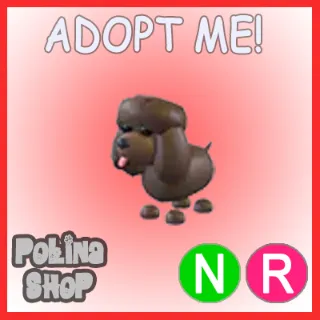 Irish Water Spaniel NR