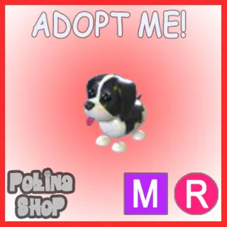 Black Springer Spaniel MR