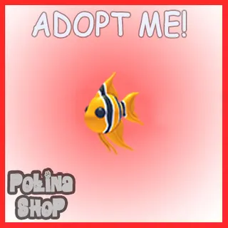 Angelfish x4