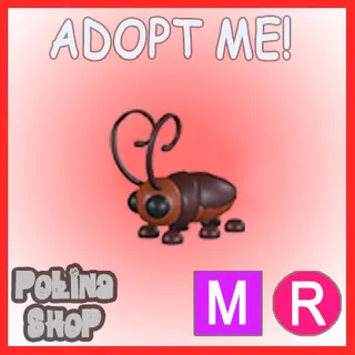 Cockroach MR