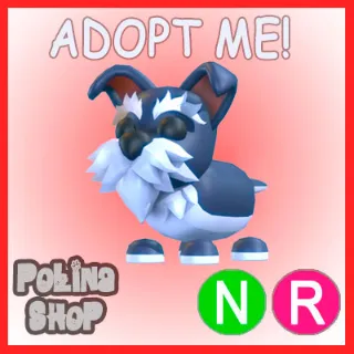 Mini Schnauzer NR