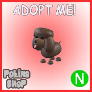 Irish Water Spaniel N