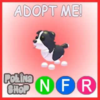 Border Collie NFR