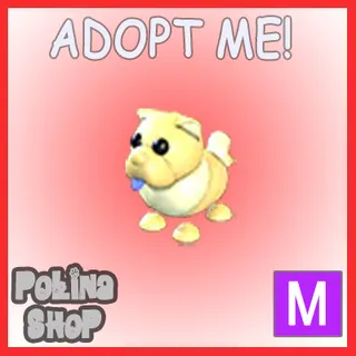 Golden Chow-Chow M