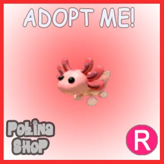 Axolotl R x4