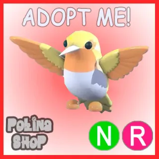 Golden Hummingbird NR