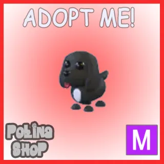 Royal Palace Spaniel M