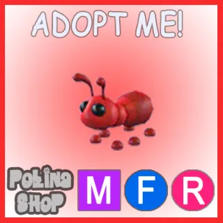 Ant MFR