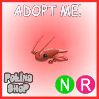 Lobster NR