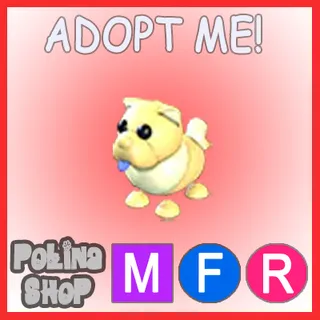 Golden Chow-Chow MFR