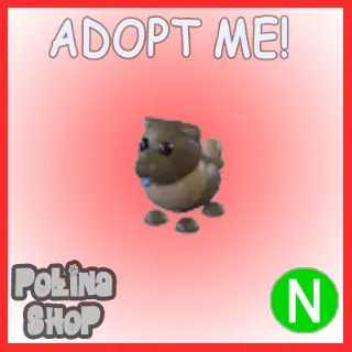 Chocolate Chow-Chow N