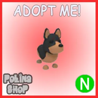 Australian Kelpie N x4