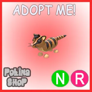 Banded Palm Civet NR