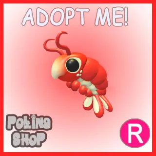 Emperor Shrimp R